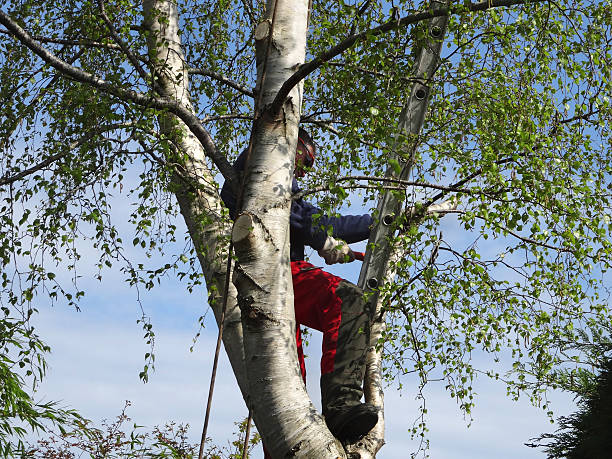 Best Utility Line Clearance  in Concord, NH