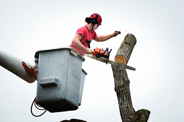 Reliable Concord, NH Tree Care Solutions