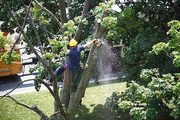 Best Tree and Shrub Care  in Concord, NH