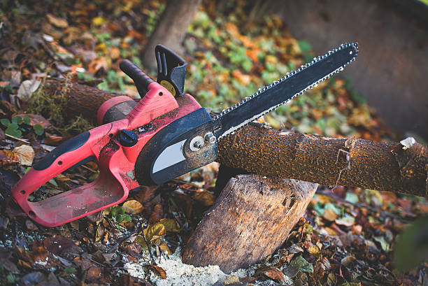 How Our Tree Care Process Works  in  Concord, NH